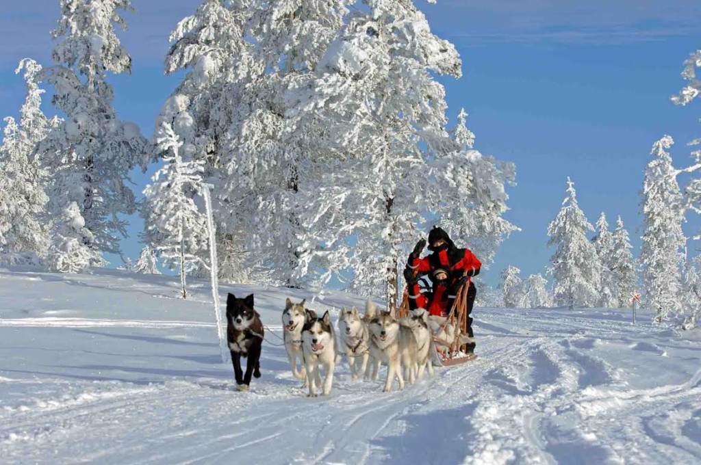 LAPPONIA SVEDESE slitta husky lapponia svedese